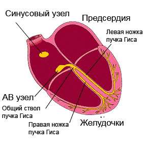 Читать статью полностью Проводящая система сердца