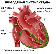 Читать статью полностью Классификация атриовентрикулярной блокады