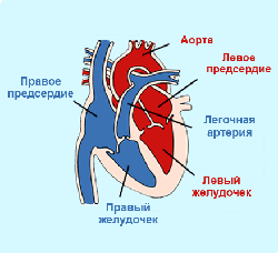 Читать статью полностью Правое сердце – это как?