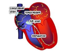 Что происходит в сердце при фибрилляции предсердий?