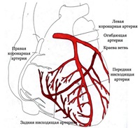 Кровоснабжение мышцы сердца