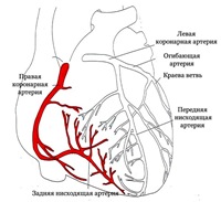 Кровоснабжение мышцы сердца